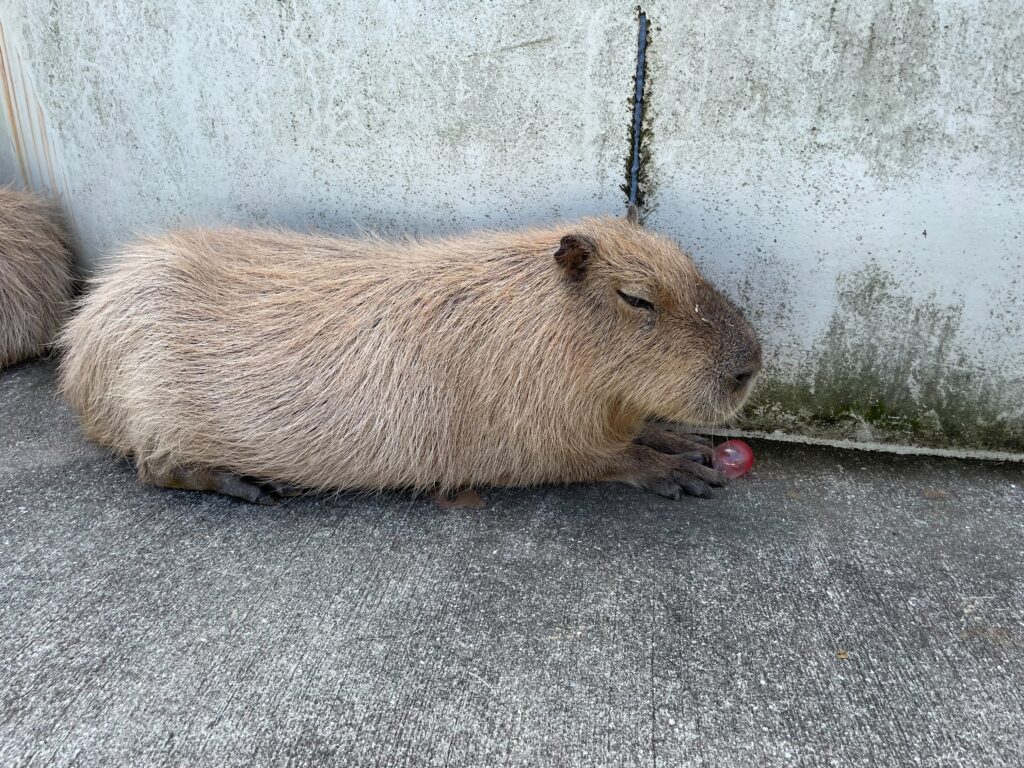 阿蘇ファームランド
ふれあい動物王国
カピバラ
HaNaH～はな～　リンパドレナージュサロン(熊本県人吉市)
